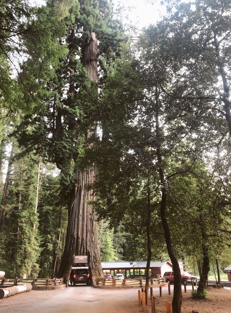 Drive-Thru Tree Park