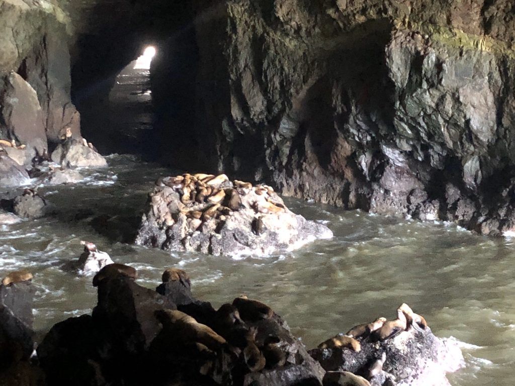 Sea Lion Caves