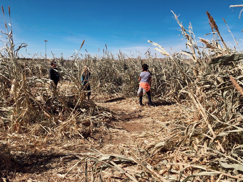 Corn maze