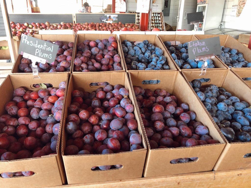 presidential plums