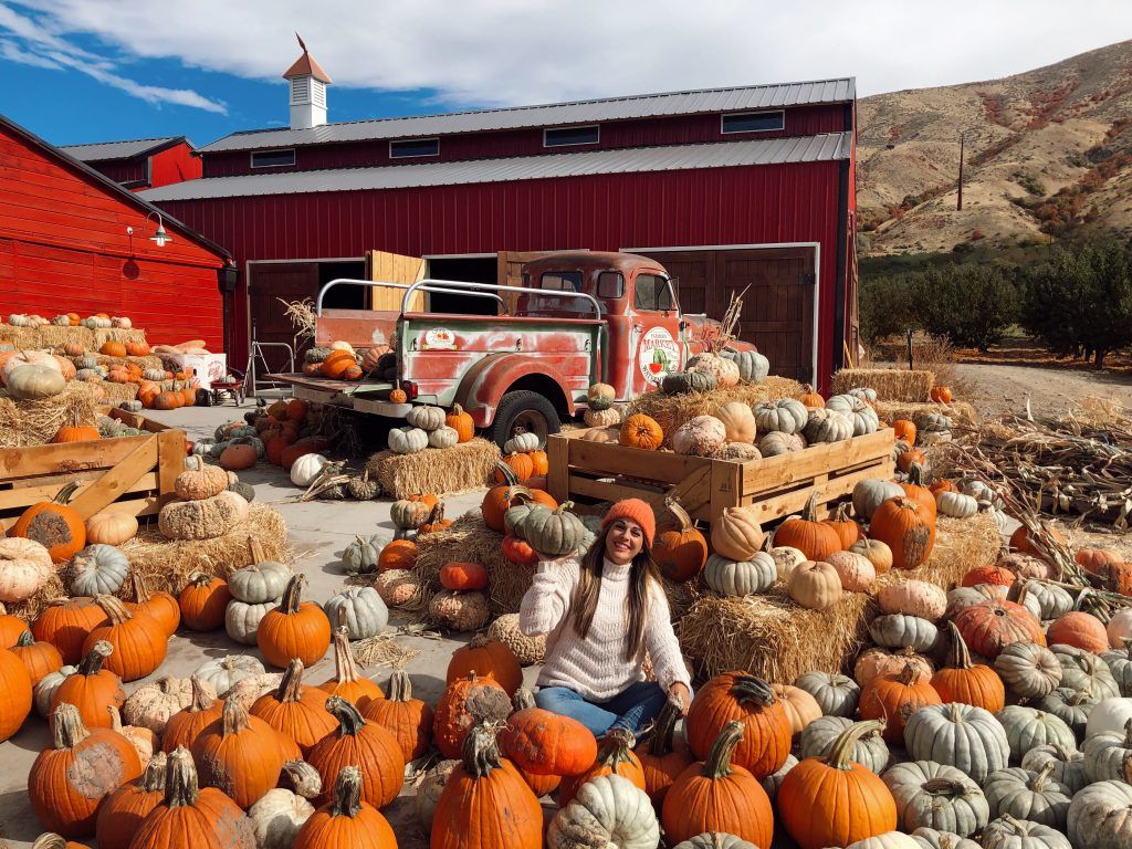 pumpkin patch
