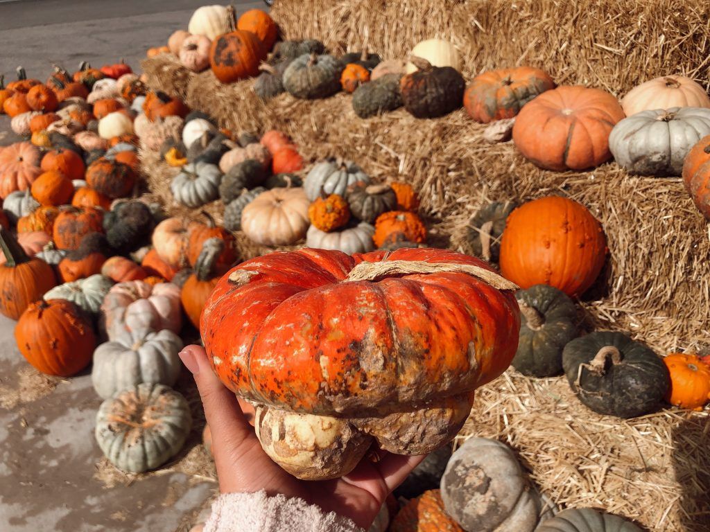 pumpkin patch 4