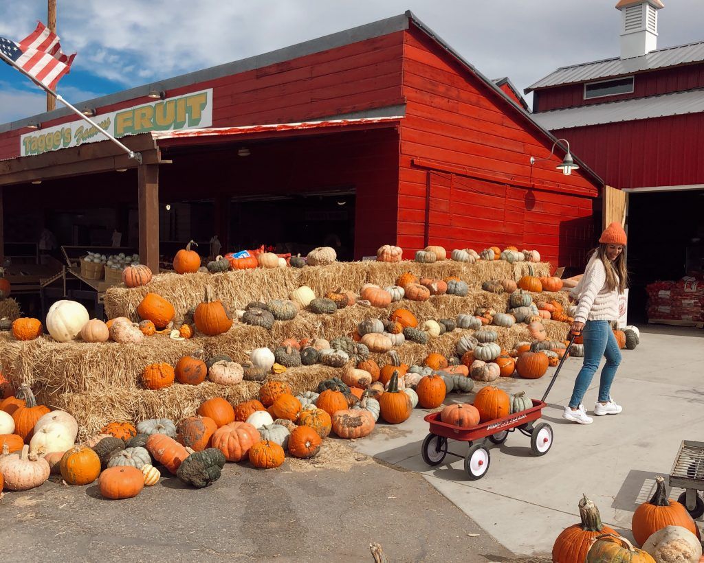pumpkin patch 6