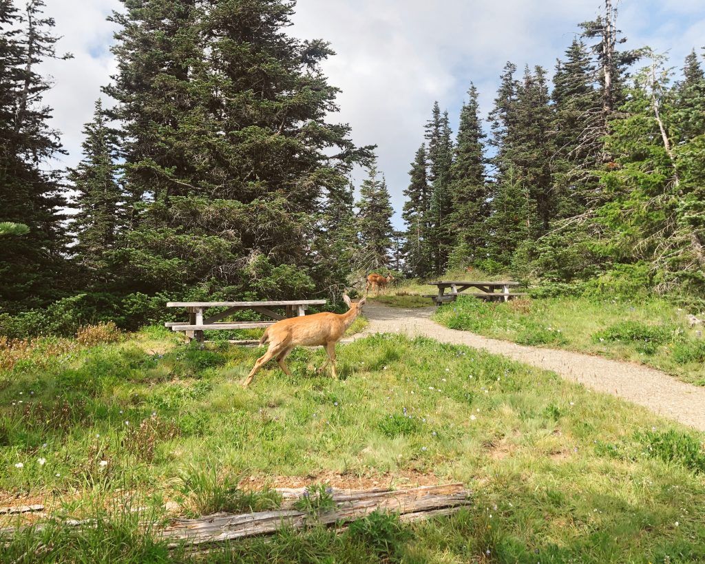 Olympic National Park