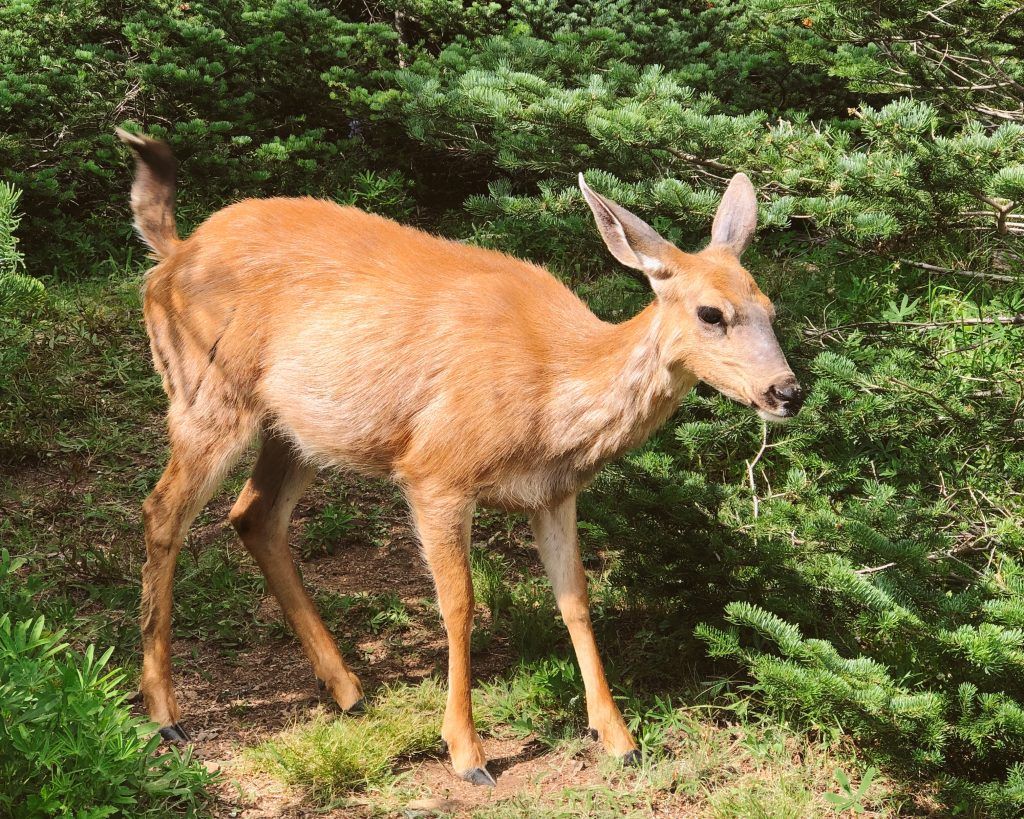 Olympic National Park